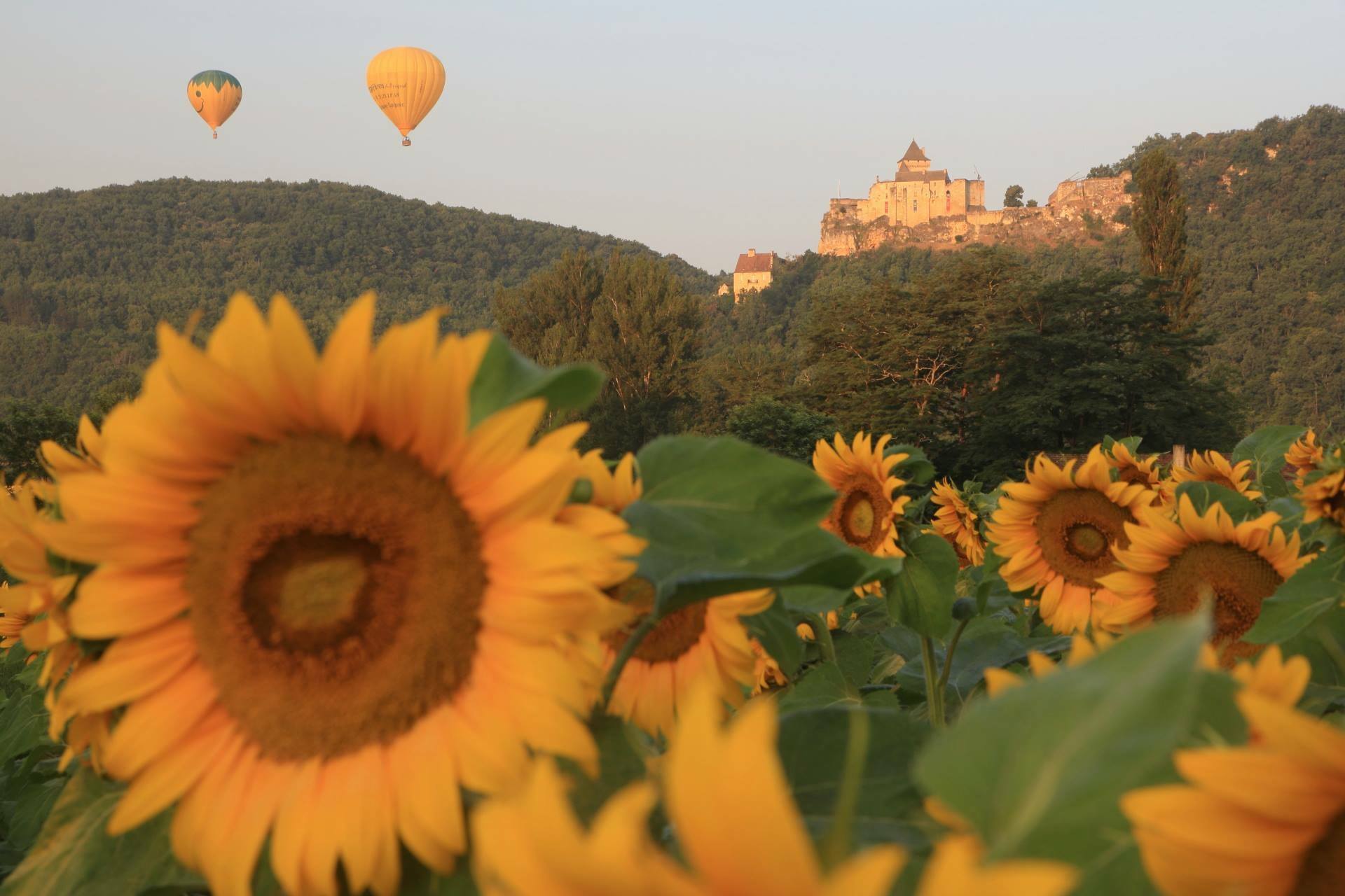 Photo représentant une montgolfière survolant un champs de tournesols au pied du chateau de Castelnaud la Chapelle en Dordogne